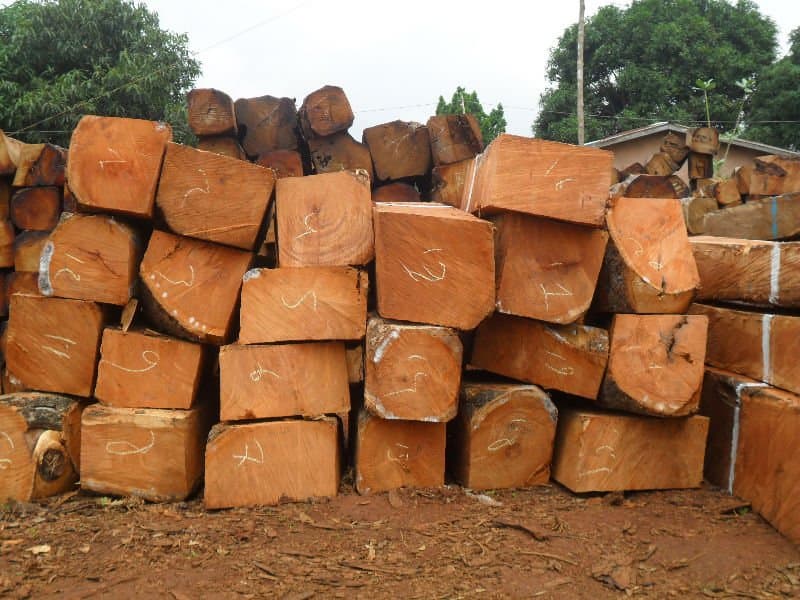 Kosso wood_ Rose wood_ Lumber_ Squared Logs